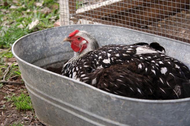 Make a dusting box for your hens