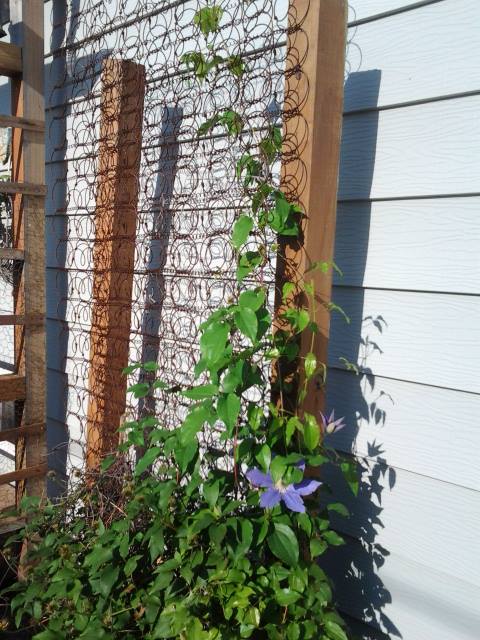 Old Bed Spring as a Trellis