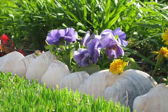 Seashells as Garden Edging