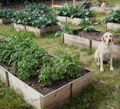 $10 Cedar Raised Garden Beds