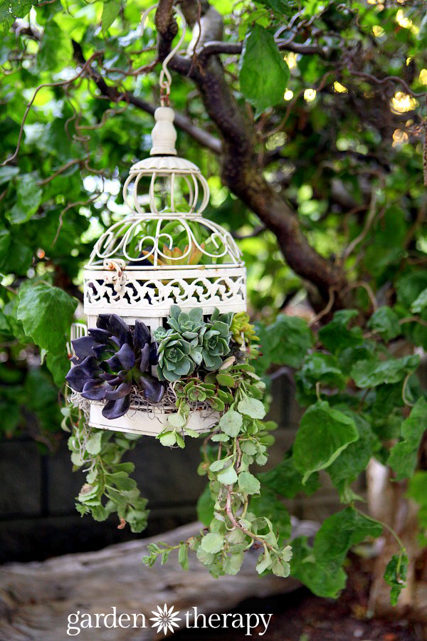 Birdcage Succulent Planter